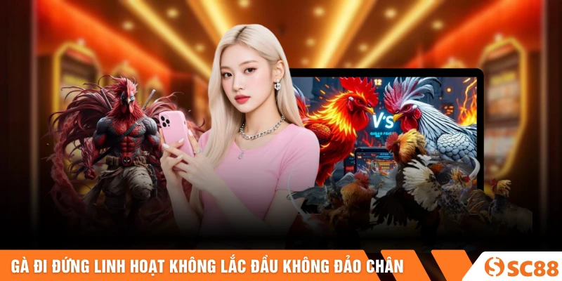 Gà đi đứng linh hoạt không lắc đầu không đảo chân